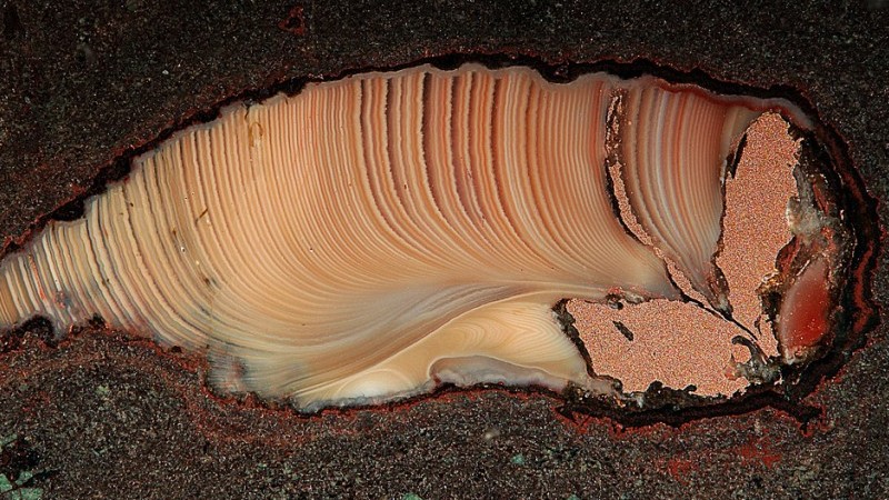 agate USA.jpg agate USA.jpg